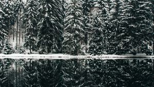 Preview wallpaper spruce, trees, snow, lake, reflection