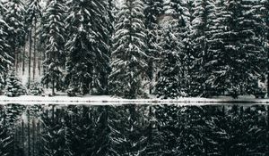 Preview wallpaper spruce, trees, snow, lake, reflection