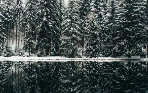 Preview wallpaper spruce, trees, snow, lake, reflection