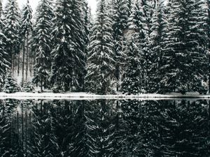 Preview wallpaper spruce, trees, snow, lake, reflection