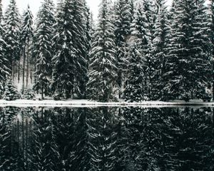 Preview wallpaper spruce, trees, snow, lake, reflection