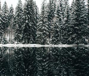 Preview wallpaper spruce, trees, snow, lake, reflection