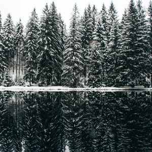 Preview wallpaper spruce, trees, snow, lake, reflection