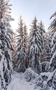 Preview wallpaper spruce, trees, snow, winter, snowy