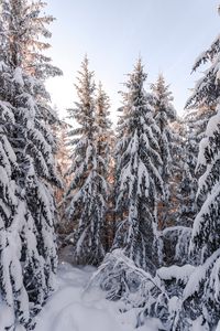 Preview wallpaper spruce, trees, snow, winter, snowy