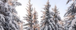 Preview wallpaper spruce, trees, snow, winter, snowy