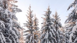 Preview wallpaper spruce, trees, snow, winter, snowy