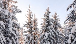 Preview wallpaper spruce, trees, snow, winter, snowy