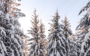 Preview wallpaper spruce, trees, snow, winter, snowy