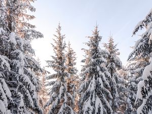 Preview wallpaper spruce, trees, snow, winter, snowy