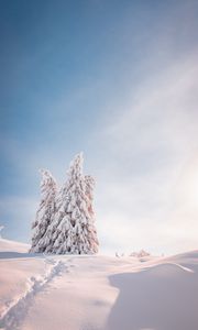 Preview wallpaper spruce, trees, snow, light, winter
