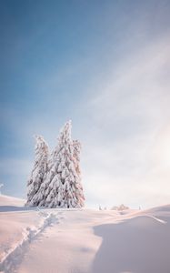 Preview wallpaper spruce, trees, snow, light, winter