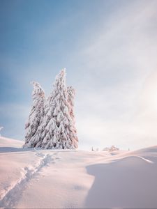 Preview wallpaper spruce, trees, snow, light, winter