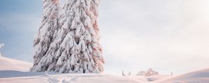 Preview wallpaper spruce, trees, snow, light, winter