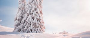 Preview wallpaper spruce, trees, snow, light, winter