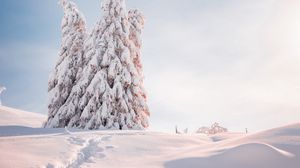 Preview wallpaper spruce, trees, snow, light, winter