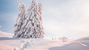 Preview wallpaper spruce, trees, snow, light, winter