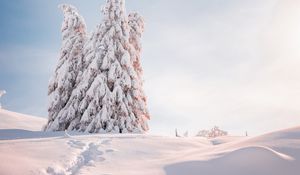 Preview wallpaper spruce, trees, snow, light, winter