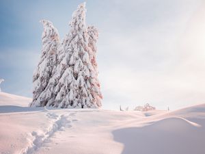 Preview wallpaper spruce, trees, snow, light, winter