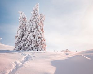 Preview wallpaper spruce, trees, snow, light, winter