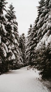 Preview wallpaper spruce, trees, snow, path, winter