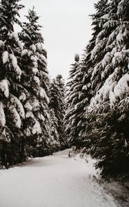 Preview wallpaper spruce, trees, snow, path, winter