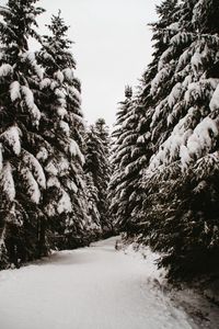 Preview wallpaper spruce, trees, snow, path, winter