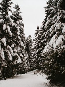 Preview wallpaper spruce, trees, snow, path, winter