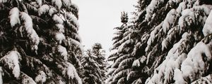 Preview wallpaper spruce, trees, snow, path, winter