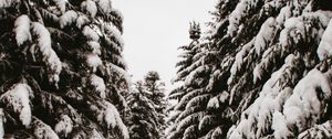 Preview wallpaper spruce, trees, snow, path, winter