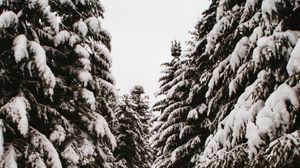 Preview wallpaper spruce, trees, snow, path, winter
