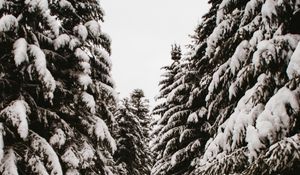 Preview wallpaper spruce, trees, snow, path, winter