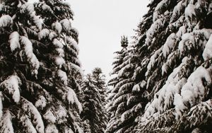 Preview wallpaper spruce, trees, snow, path, winter