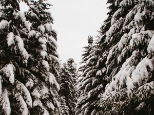 Preview wallpaper spruce, trees, snow, path, winter