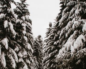 Preview wallpaper spruce, trees, snow, path, winter