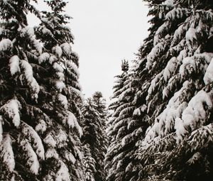 Preview wallpaper spruce, trees, snow, path, winter