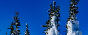 Preview wallpaper spruce, trees, snow, snowy, winter