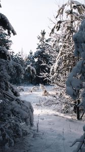 Preview wallpaper spruce, trees, snow, winter, snowy, nature