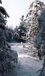 Preview wallpaper spruce, trees, snow, winter, snowy, nature