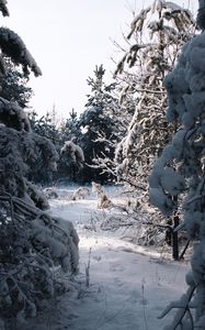 Preview wallpaper spruce, trees, snow, winter, snowy, nature