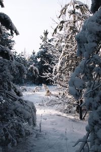 Preview wallpaper spruce, trees, snow, winter, snowy, nature