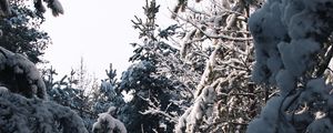 Preview wallpaper spruce, trees, snow, winter, snowy, nature