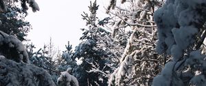 Preview wallpaper spruce, trees, snow, winter, snowy, nature