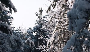 Preview wallpaper spruce, trees, snow, winter, snowy, nature