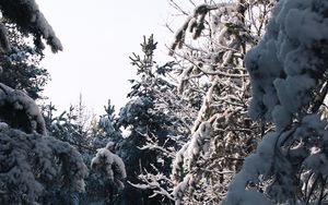 Preview wallpaper spruce, trees, snow, winter, snowy, nature