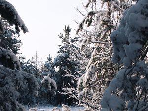 Preview wallpaper spruce, trees, snow, winter, snowy, nature