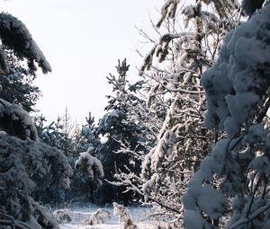 Preview wallpaper spruce, trees, snow, winter, snowy, nature