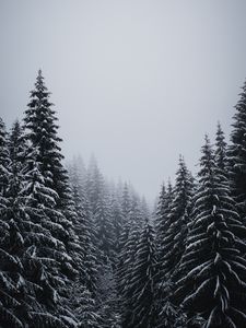Preview wallpaper spruce, trees, snow, blizzard, winter