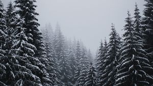 Preview wallpaper spruce, trees, snow, blizzard, winter