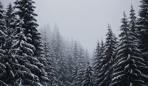 Preview wallpaper spruce, trees, snow, blizzard, winter
